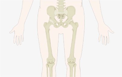 Os et articulations