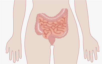 Intestin ou rectum