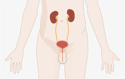 Reins, vessie et prostate